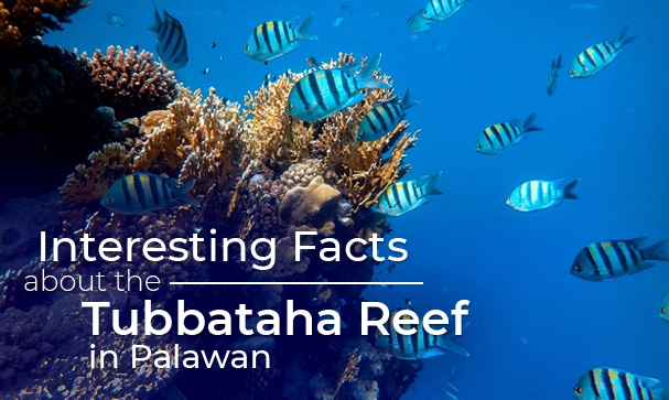 Facts about the Tubbataha Reef Palawan | Real Estate Developer Philippines