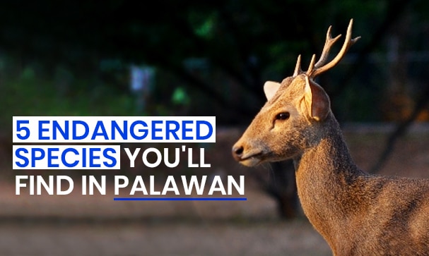 5 Endangered Species You'll Find in Palawan | Blog | CitiGlobal