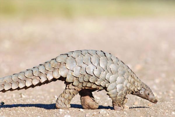 Pangolin | Species in Palawan