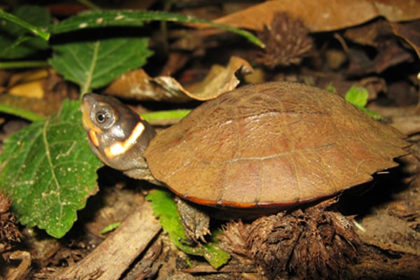 5 Endangered Species You'll Find in Palawan | Blog | CitiGlobal