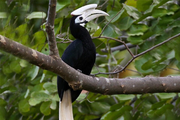 Endemic Birds | Species in Palawan